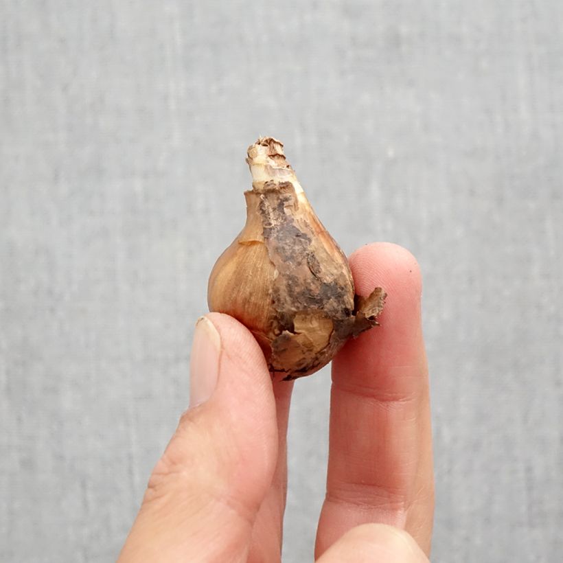 Exemplar von Narcissus Curlew Zwiebel Kaliber/Größe 10+ wie im Herbst geliefert