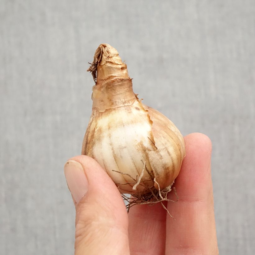 Exemplar von Narcissus cyclamineus Rapture Zwiebel Kaliber/Größe 12+ wie im Herbst geliefert