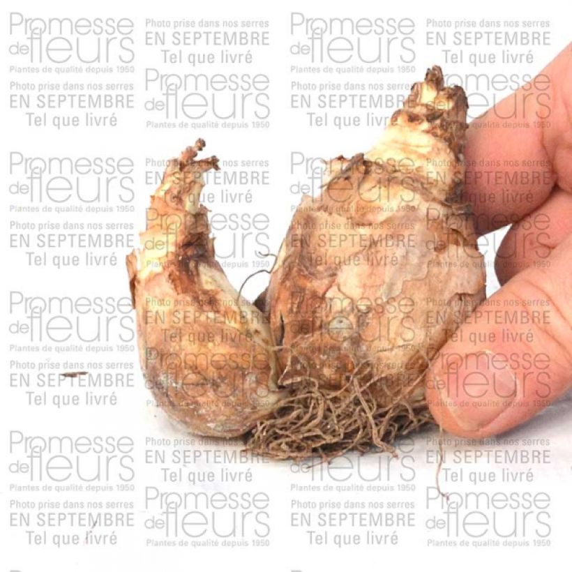Example of Narcissus cyclamineus Trena Zwiebel size 12+ as you get