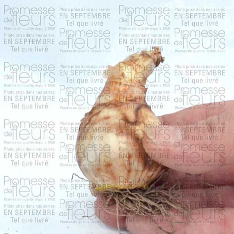 Example of Narcissus Popeye Zwiebel size 14/16 as you get