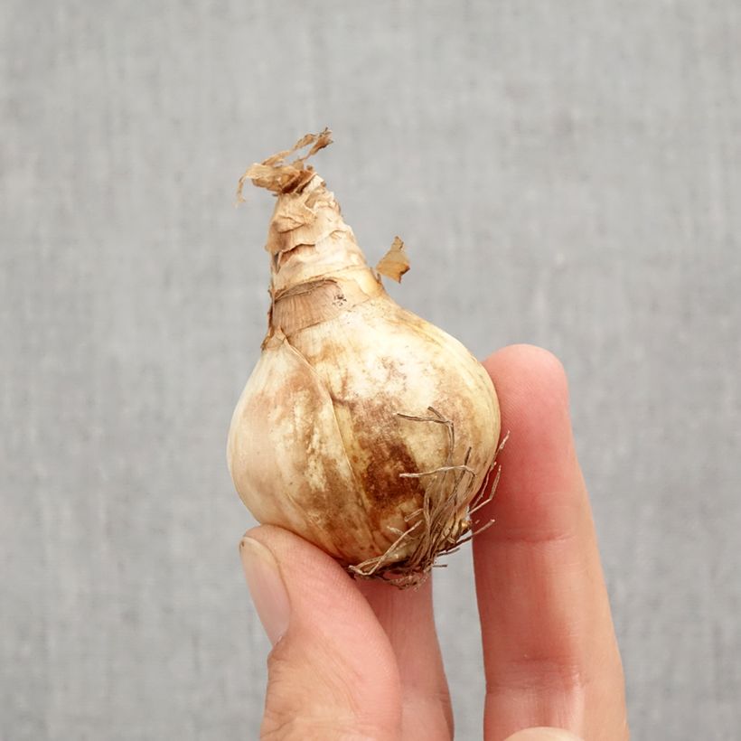 Exemplar von Narcissus Dreamlight Zwiebel Kaliber/Größe 12+ wie im Herbst geliefert