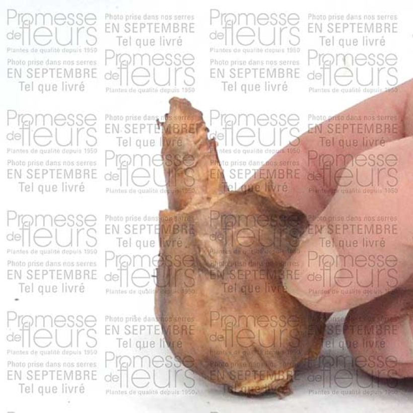 Example of Narcissus Dutch Master Zwiebel size 12+ as you get