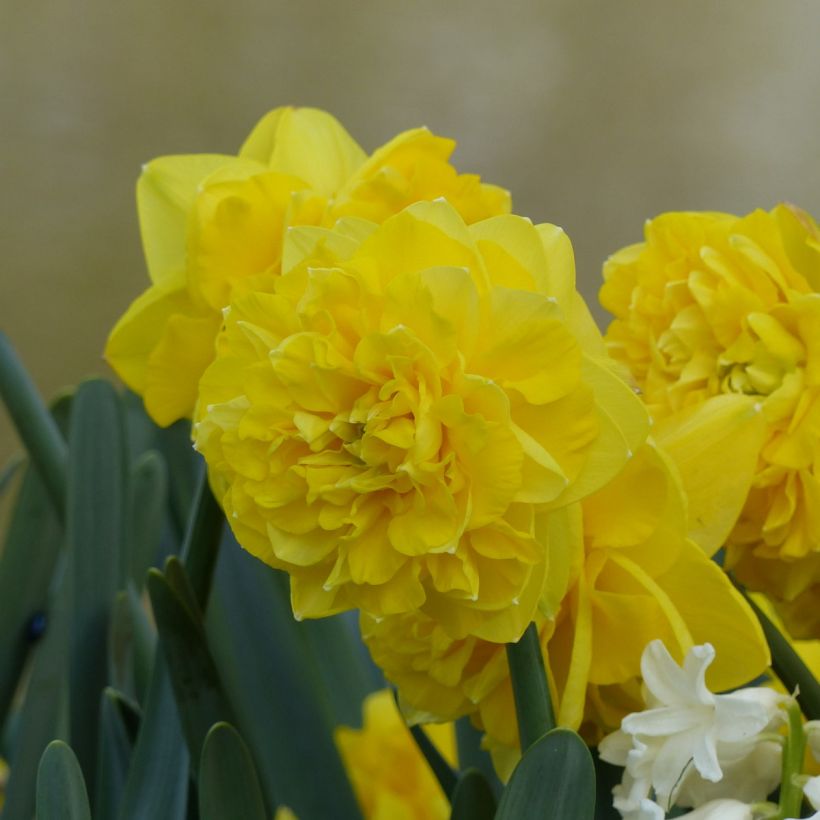 Narcissus Easter Tide (Flowering)
