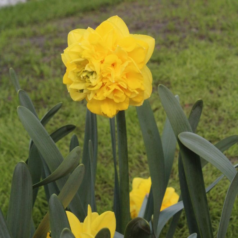 Narcissus Easter Tide (Plant habit)