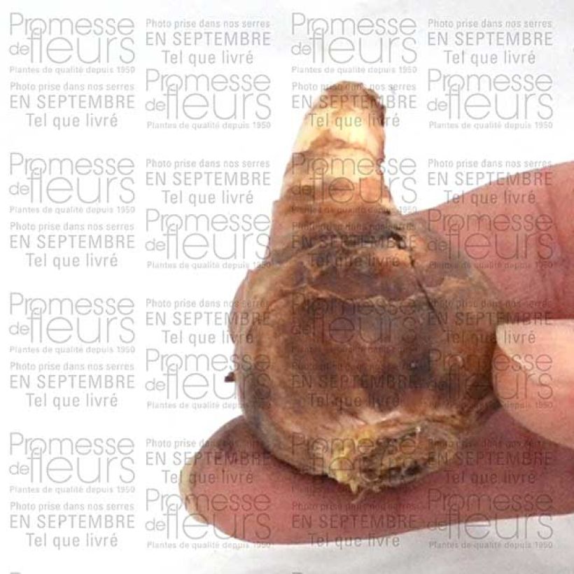Example of Narcissus cyclamineus February Gold Zwiebel size 14+ as you get