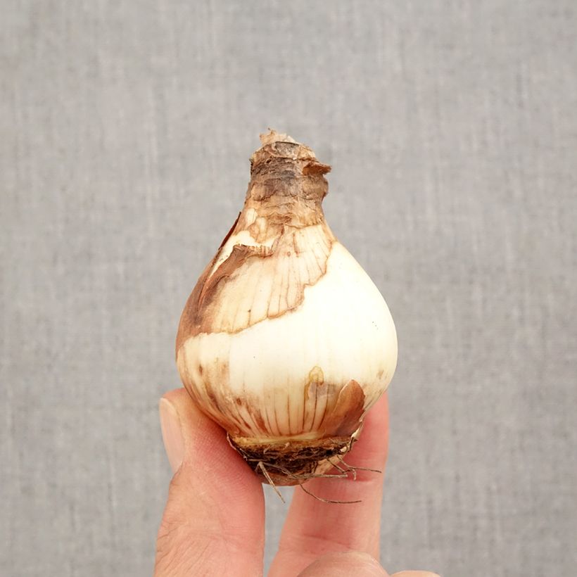Exemplar von Narcissus Fortissimo Zwiebel Kaliber/Größe 14/16 wie im Herbst geliefert