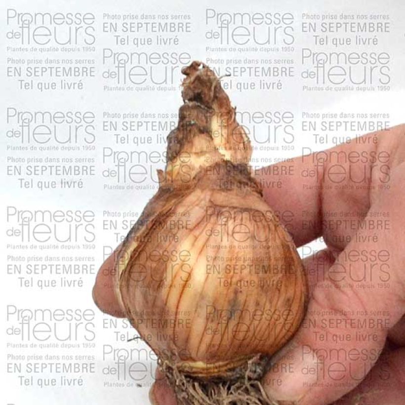 Example of Narcissus Galactic Star Zwiebel size 10 as you get