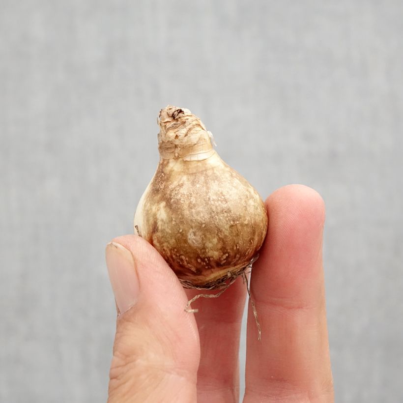 Exemplar von Narcissus Galactic Star Zwiebel Kaliber/Größe 10 wie im Herbst geliefert