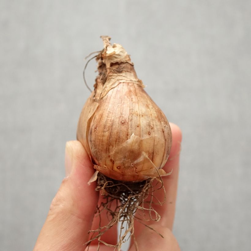 Example of Narcissus Giant Split Zwiebel size I as you get in automne