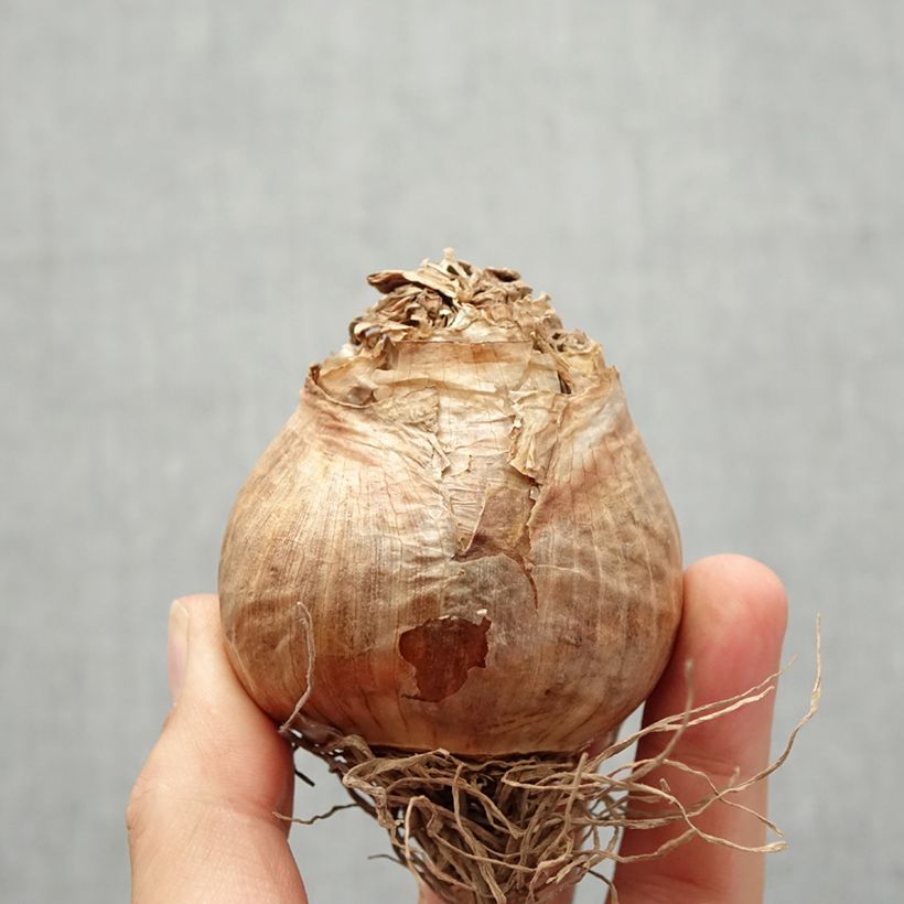 Example of Narcissus Golden Ducat Zwiebel size 16+ as you get in automne