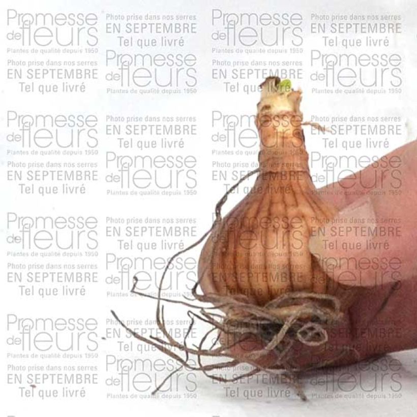 Example of Narcissus Golden Echo Zwiebel size 10+ as you get