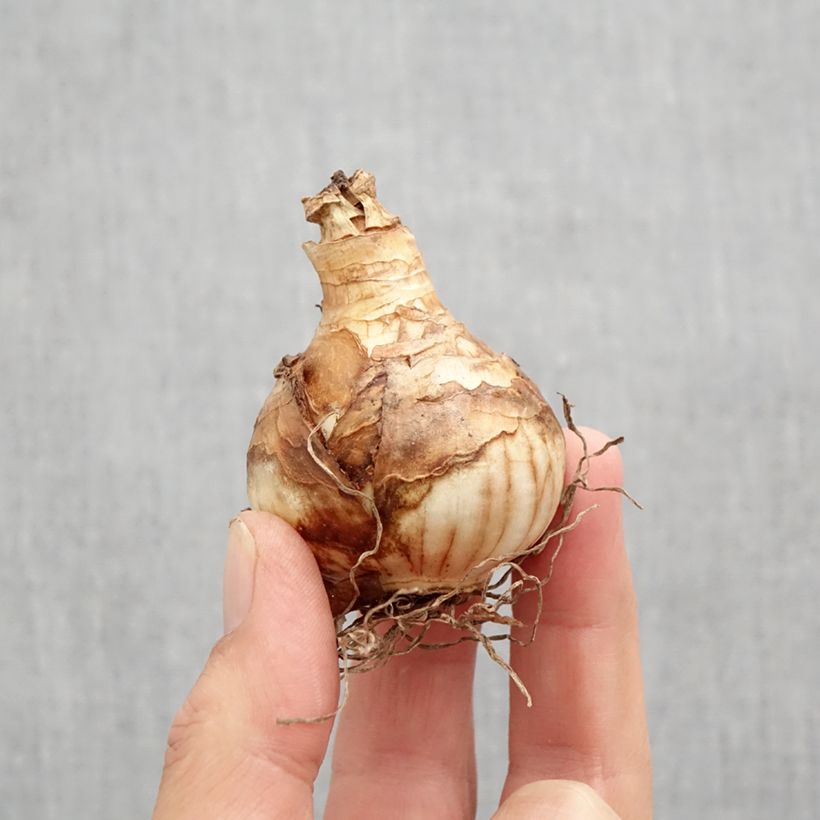 Exemplar von Narcissus Heamoor Zwiebel Kaliber/Größe 12 wie im Herbst geliefert