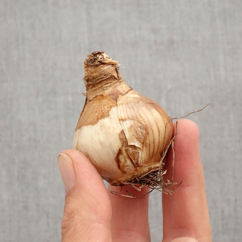 Exemplar von Narcissus Irene Coppeland Zwiebel Kaliber/Größe 12+ wie im Herbst geliefert
