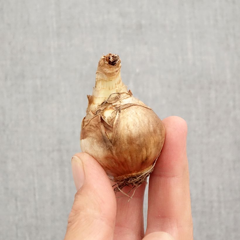 Exemplar von Narcissus Juanita Zwiebel Kaliber/Größe 12+ wie im Herbst geliefert
