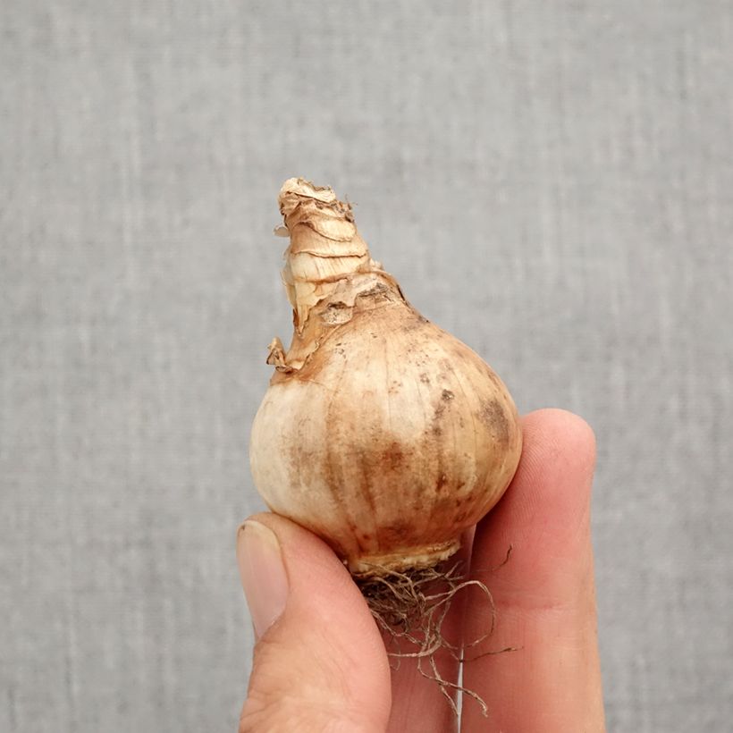 Exemplar von Narcissus Lemon Drops Zwiebel Kaliber/Größe 12+ wie im Herbst geliefert
