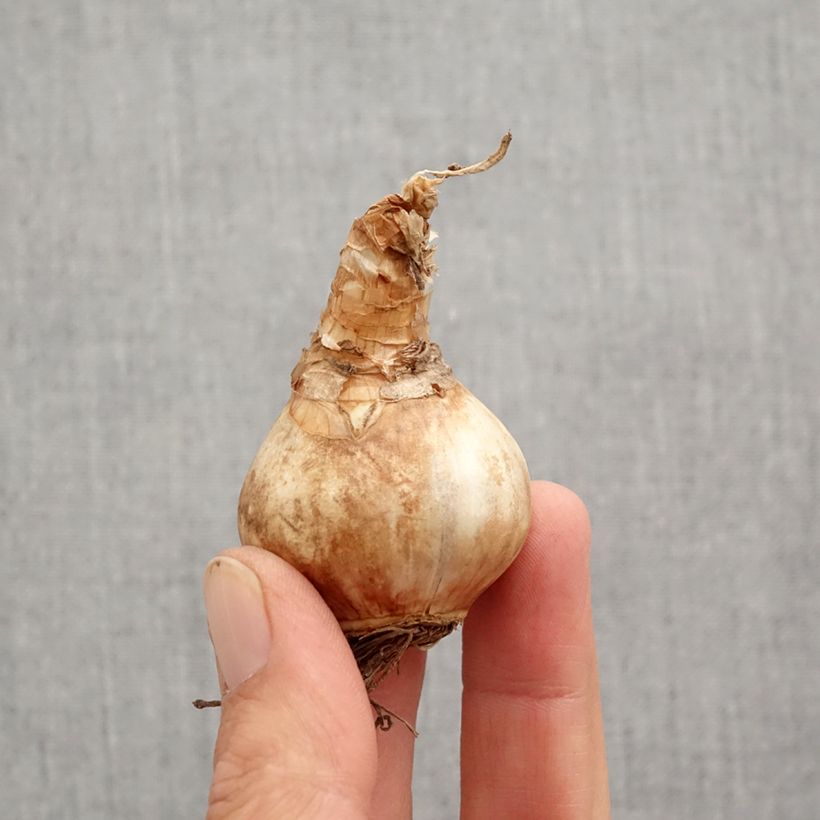 Exemplar von Narcissus Louise de Coligny Zwiebel Kaliber/Größe 12+ wie im Herbst geliefert