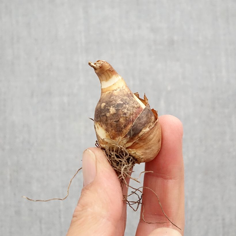 Exemplar von Narcissus Sailboat Zwiebel Kaliber/Größe 10+ wie im Herbst geliefert