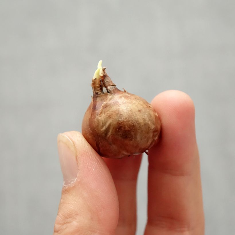 Example of Narcissus New Baby Zwiebel size 8+ as you get in automne