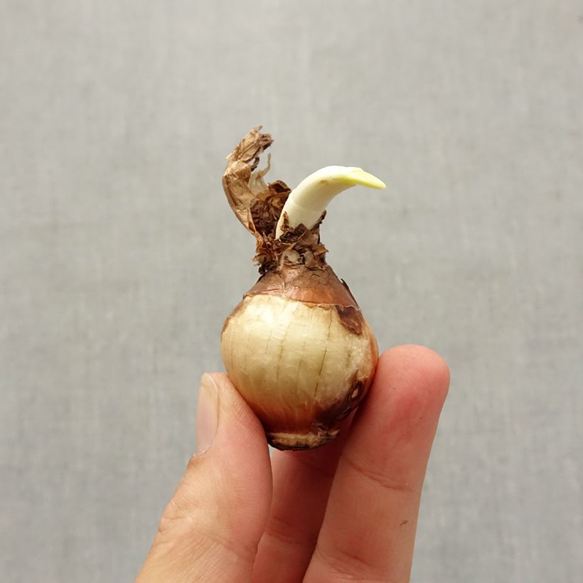 Example of Narcissus Nir Zwiebel size 13+ as you get in automne