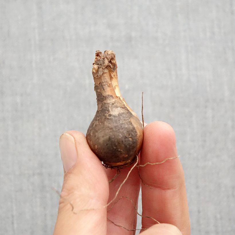 Exemplar von Narcissus odorus Campernelle Zwiebel Kaliber/Größe 10+ wie im Herbst geliefert