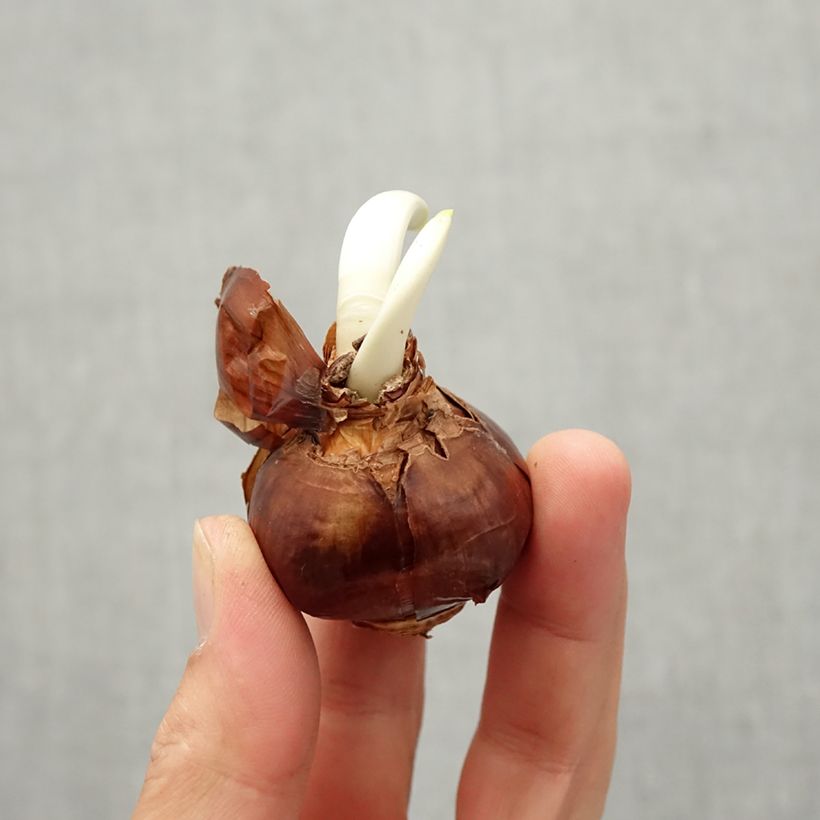 Example of Narcissus papyraceus Paperwhite Zwiebel size 13 as you get in automne