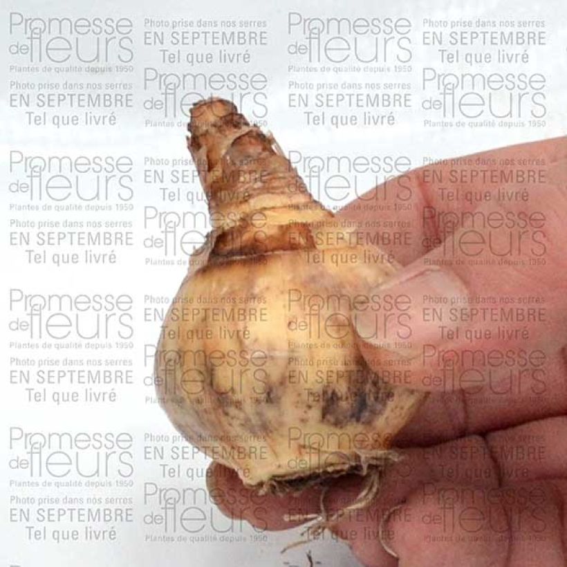 Example of Narcissus Parabole Zwiebel size 12+ as you get