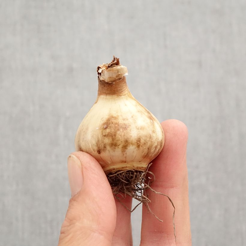 Exemplar von Narcissus Peach Swirl Zwiebel Kaliber/Größe 12+ wie im Herbst geliefert