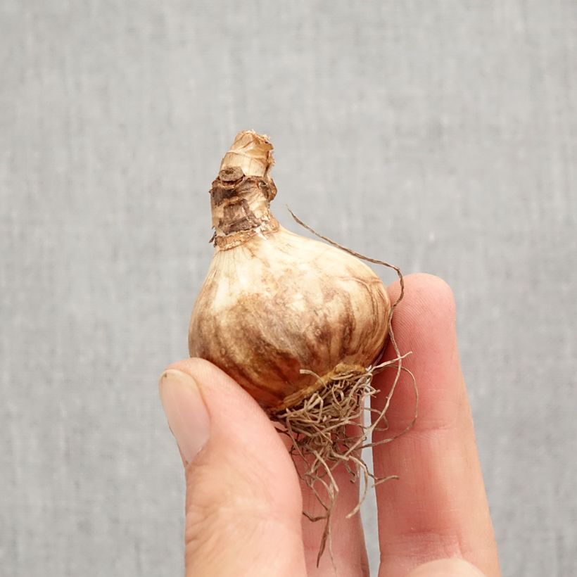 Exemplar von Narcissus cyclamineus Peeping Jenny Zwiebel Kaliber/Größe 12+ wie im Herbst geliefert
