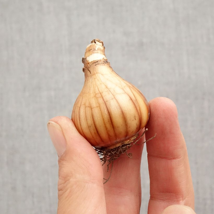 Exemplar von Narcissus Petrel Zwiebel Kaliber/Größe 12+ wie im Herbst geliefert