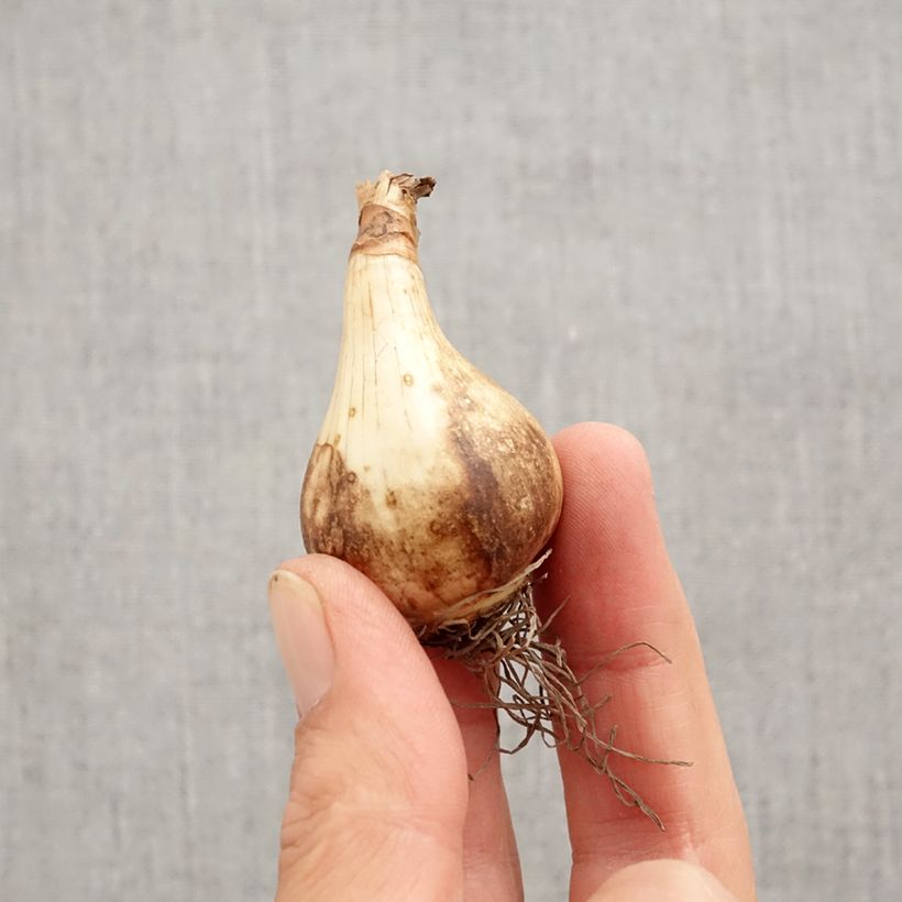 Exemplar von Narcissus Pink Pride Zwiebel Kaliber/Größe 12+ wie im Herbst geliefert