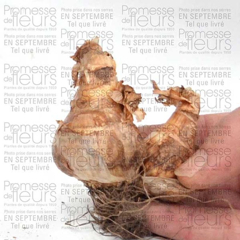 Example of Narcissus Piper's End Zwiebel size 14+ as you get
