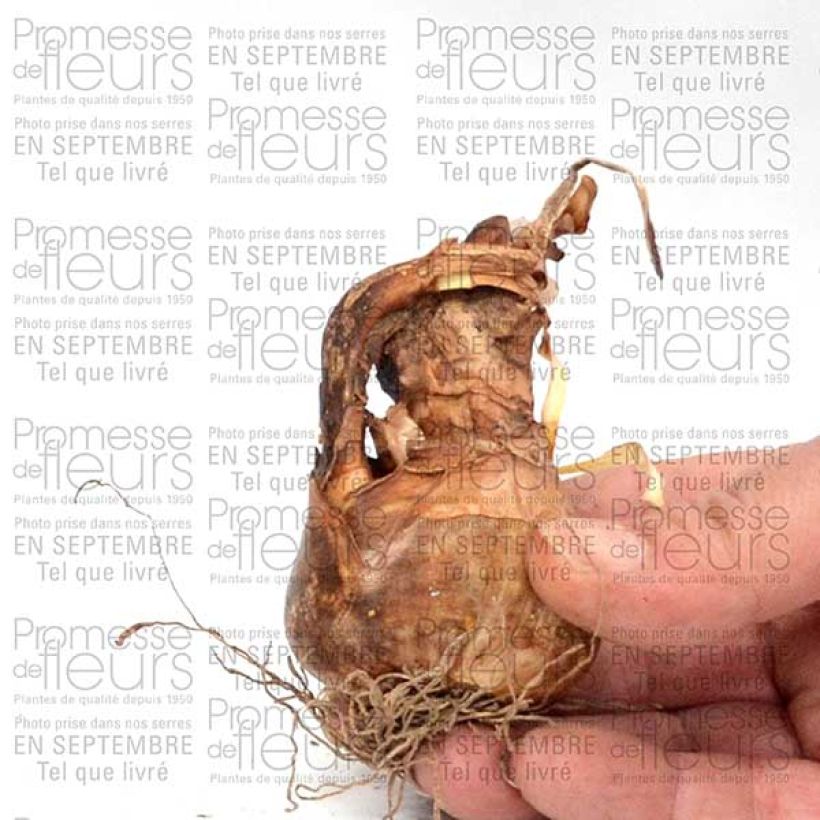 Example of Narcissus poeticus Albus Plenus Odoratus Zwiebel size 12+ as you get