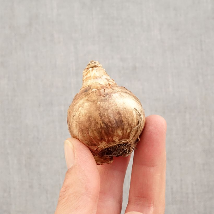 Exemplar von Narcissus Professor Einstein Zwiebel Kaliber/Größe 14/16 wie im Herbst geliefert