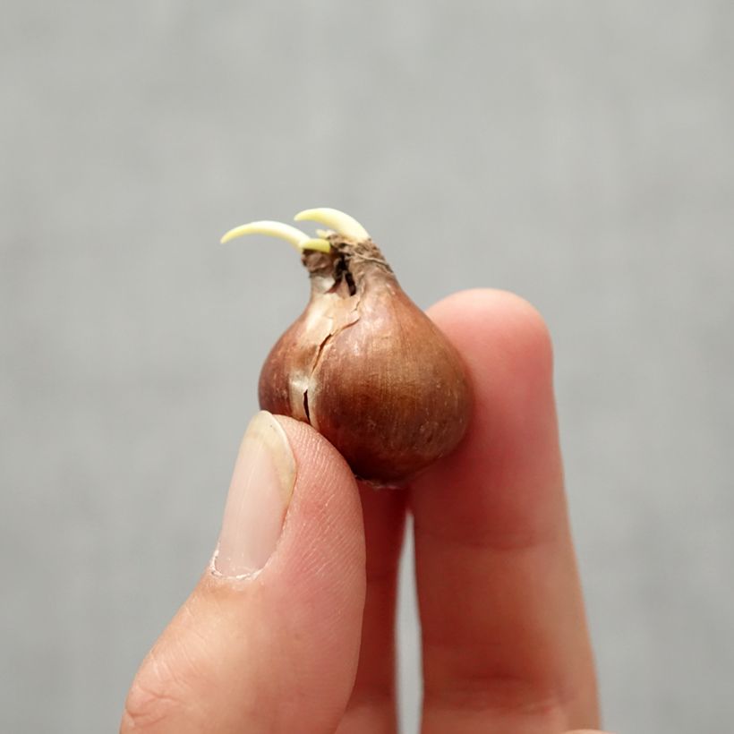 Example of Narcissus pseudonarcissus Zwiebel size 8+ as you get in automne