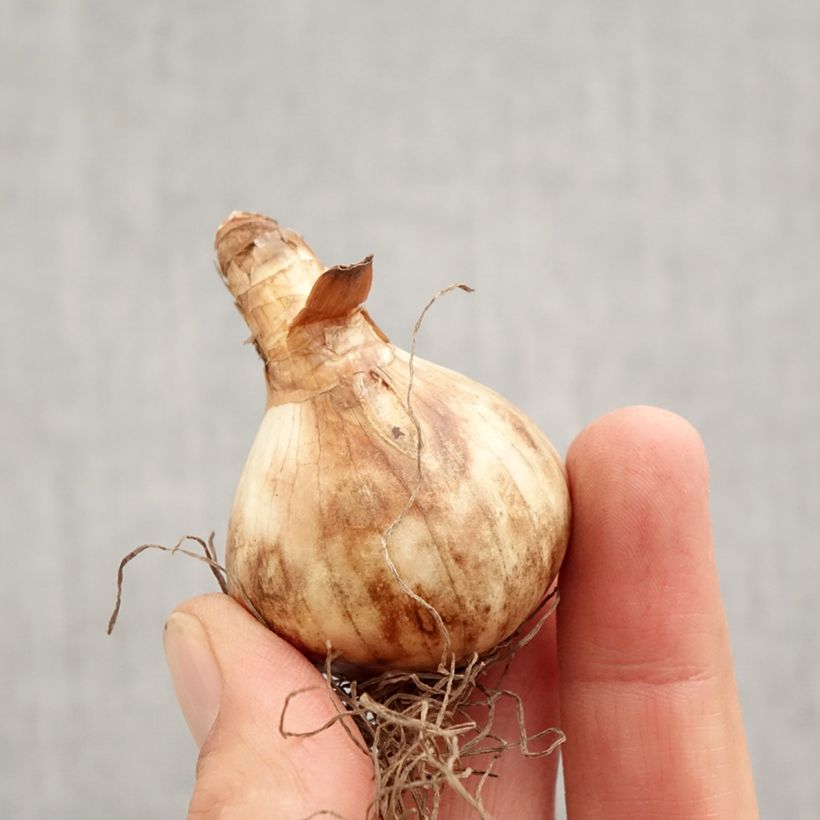 Exemplar von Narcissus pseudonarcissus Obvallaris Zwiebel Kaliber/Größe 12+ wie im Herbst geliefert