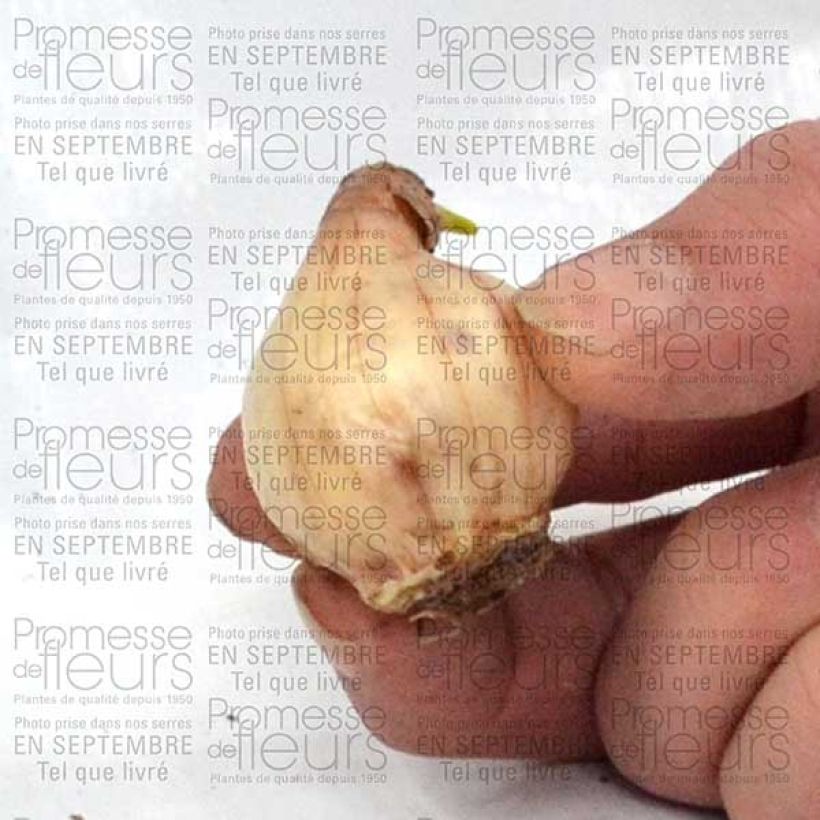 Example of Narcissus Pueblo Zwiebel size 10+ as you get