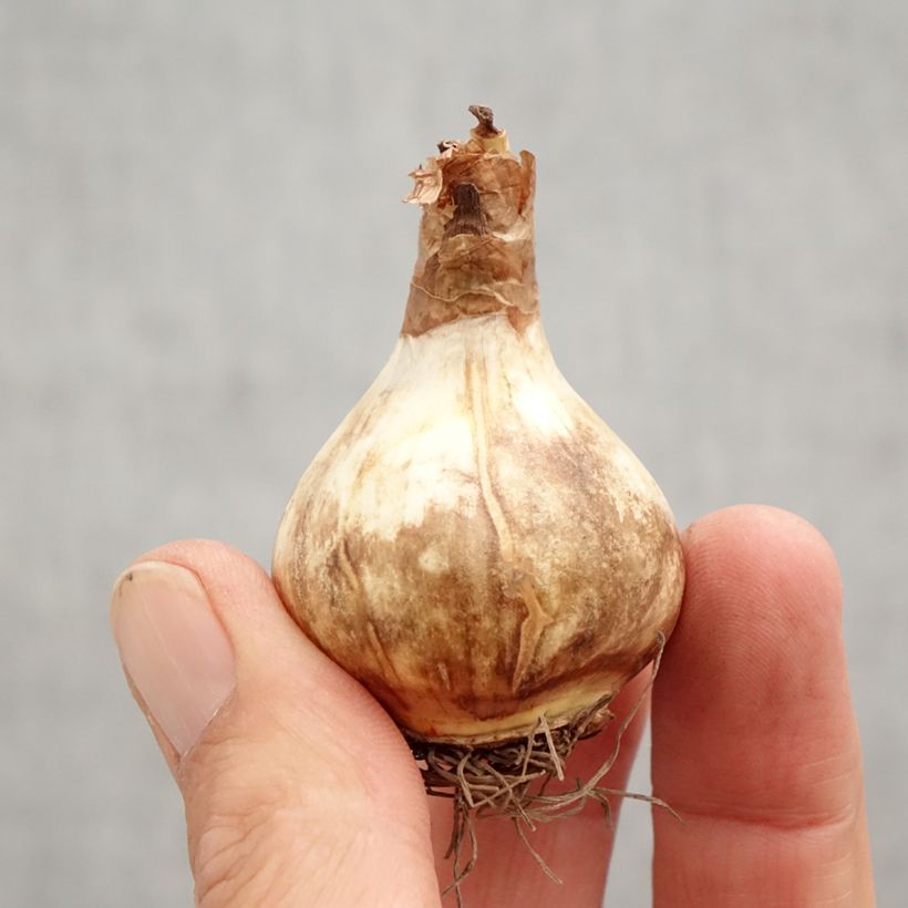 Exemplar von Narcissus Rosy Cloud Zwiebel Kaliber/Größe 12+ wie im Herbst geliefert