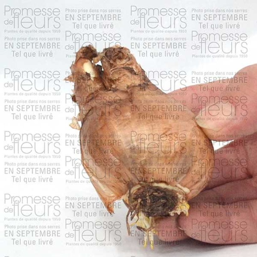 Example of Narcissus Sagitta Zwiebel size 14+ as you get