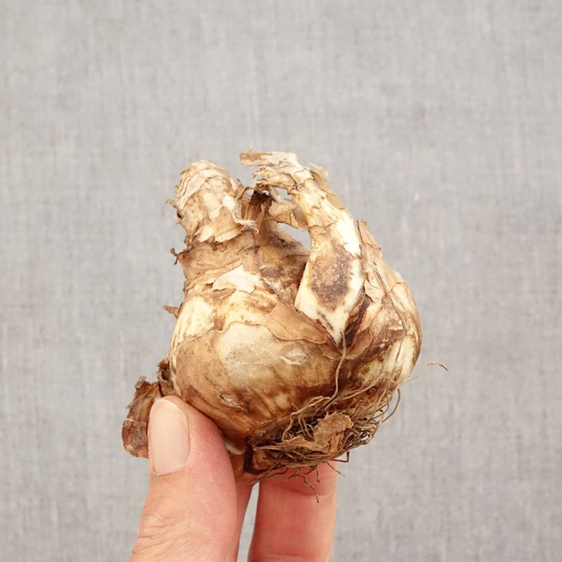 Exemplar von Narcissus Sagitta Zwiebel Kaliber/Größe 14+ wie im Herbst geliefert