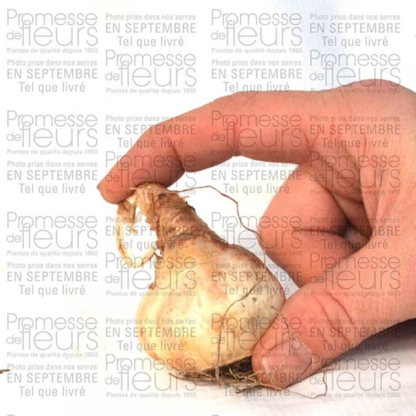Example of Narcissus Sentinel Zwiebel size 12+ as you get