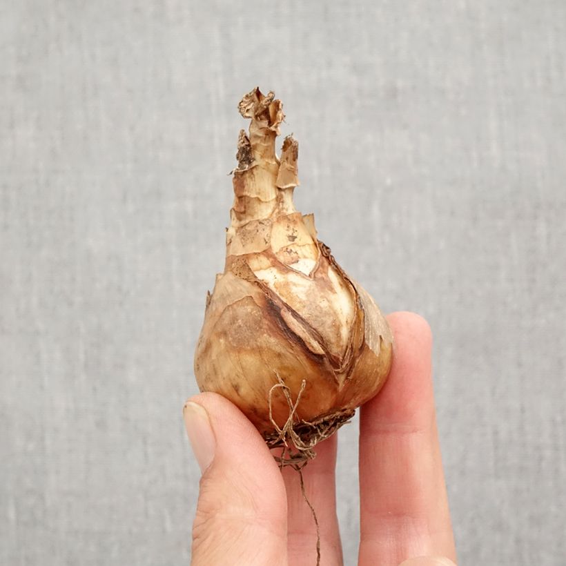 Exemplar von Narcissus Sentinel Zwiebel Kaliber/Größe 12+ wie im Herbst geliefert