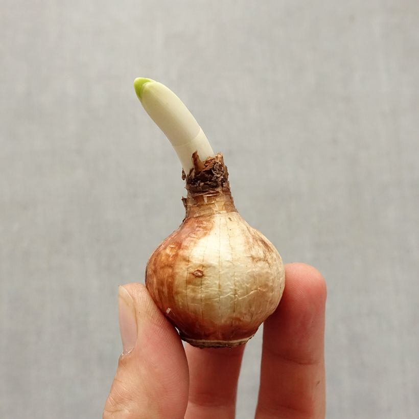 Example of Narcissus Steptoe Zwiebel size 13+ as you get in automne