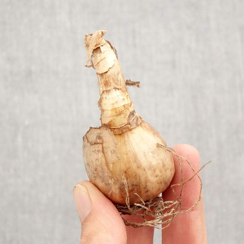 Exemplar von Narcissus Tahiti Zwiebel Kaliber/Größe 12+ wie im Herbst geliefert