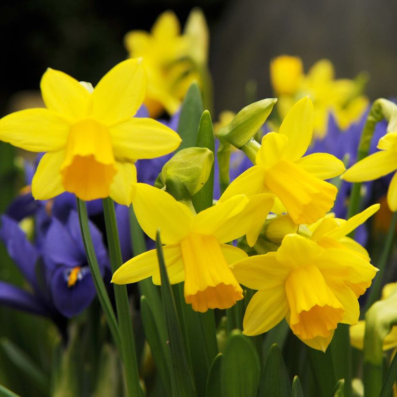 Narcissus cyclamineus Tête à Tête (Flowering)