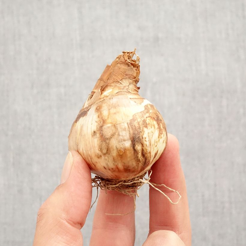 Exemplar von Narcissus Tickled Pinkeen Zwiebel Kaliber/Größe 12+ wie im Herbst geliefert