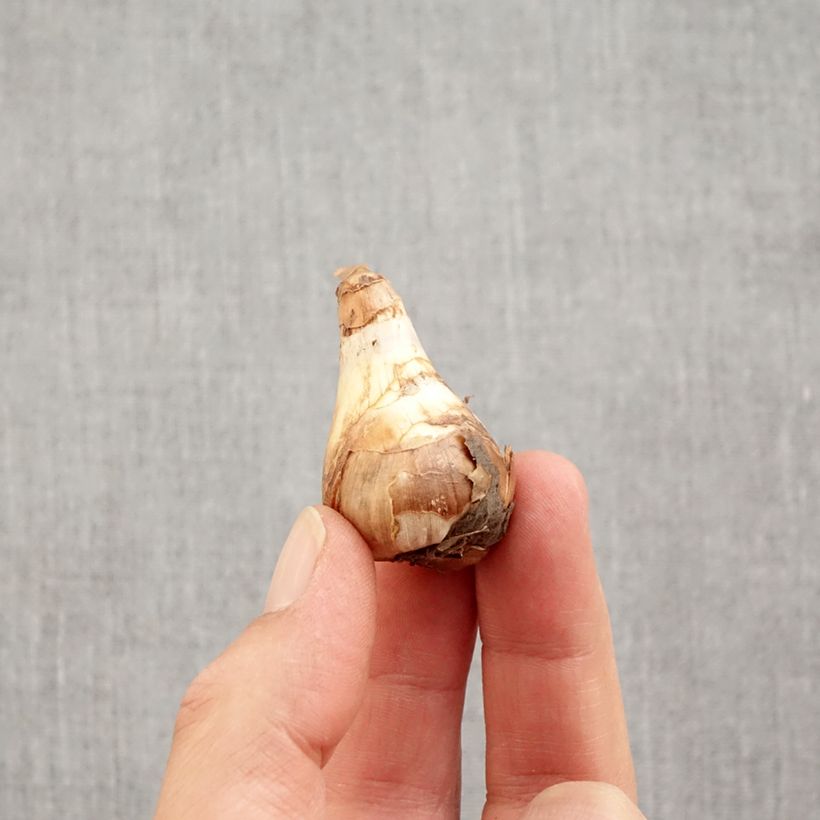 Exemplar von Narcissus Topolino Zwiebel Kaliber/Größe 8+ wie im Herbst geliefert