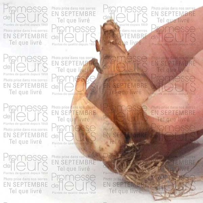 Example of Narcissus cyclamineus Toto Zwiebel size 10+ as you get