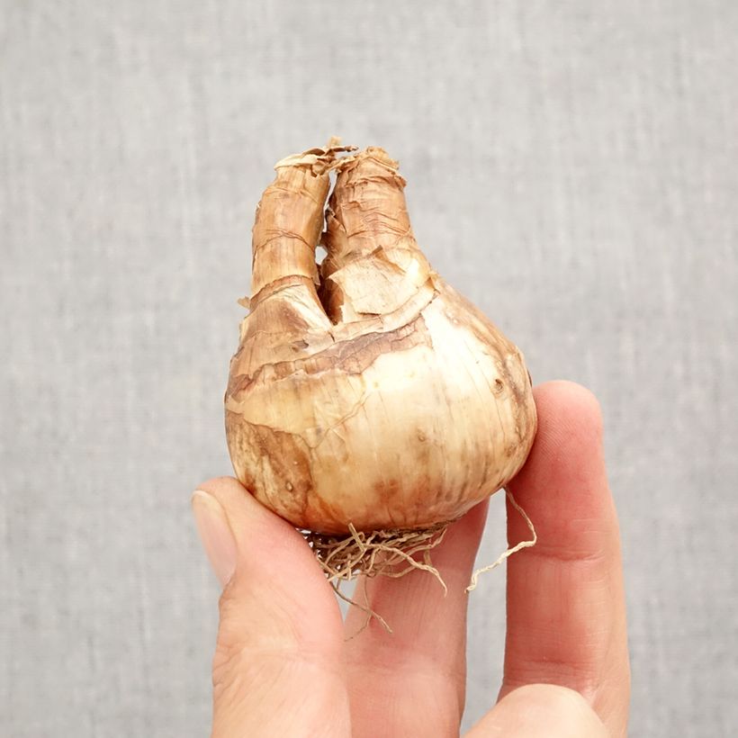 Exemplar von Narcissus cyclamineus Trena Zwiebel Kaliber/Größe 12+ wie im Herbst geliefert