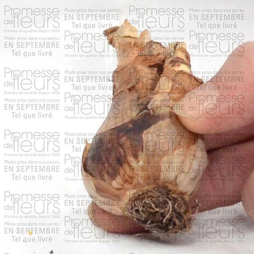 Example of Narcissus Wave Zwiebel size 12+ as you get