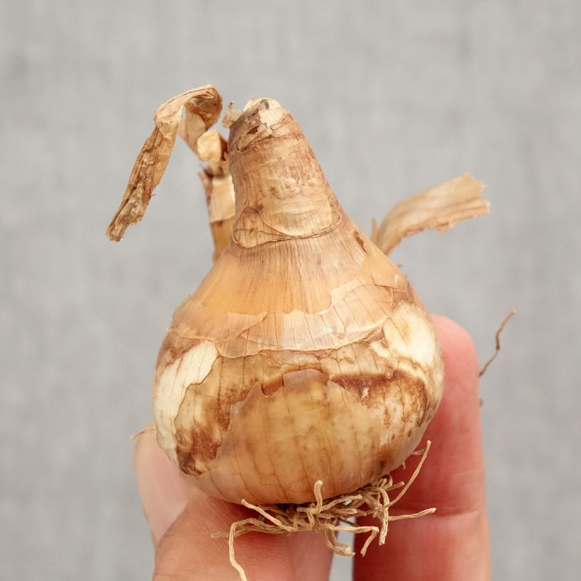 Exemplar von Narcissus White Lion Zwiebel Kaliber/Größe 14/16 wie im Herbst geliefert